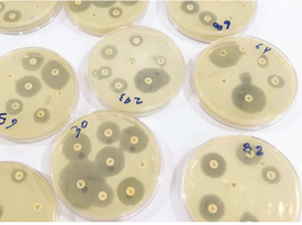 Antibacterial Efficacy of Punica granatum Peel Extracts Against Multidrug Resistant Escherichia coli Isolated from Clinical Urinary Tract Infections Cases